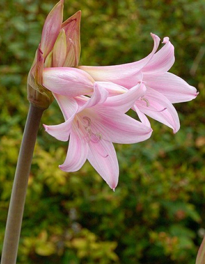 1 Large Amaryllis Belladonna Pink Naked Lady Lily Flower Bulb Big Blooming Size