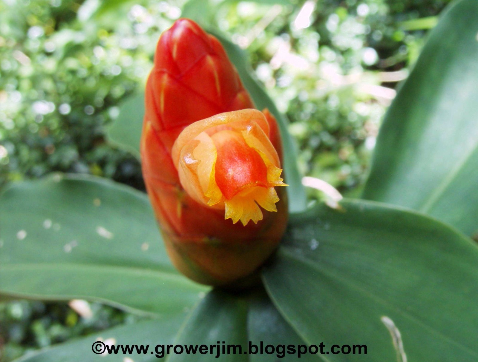 Costus scaber (ornamental ginger) rhizomes