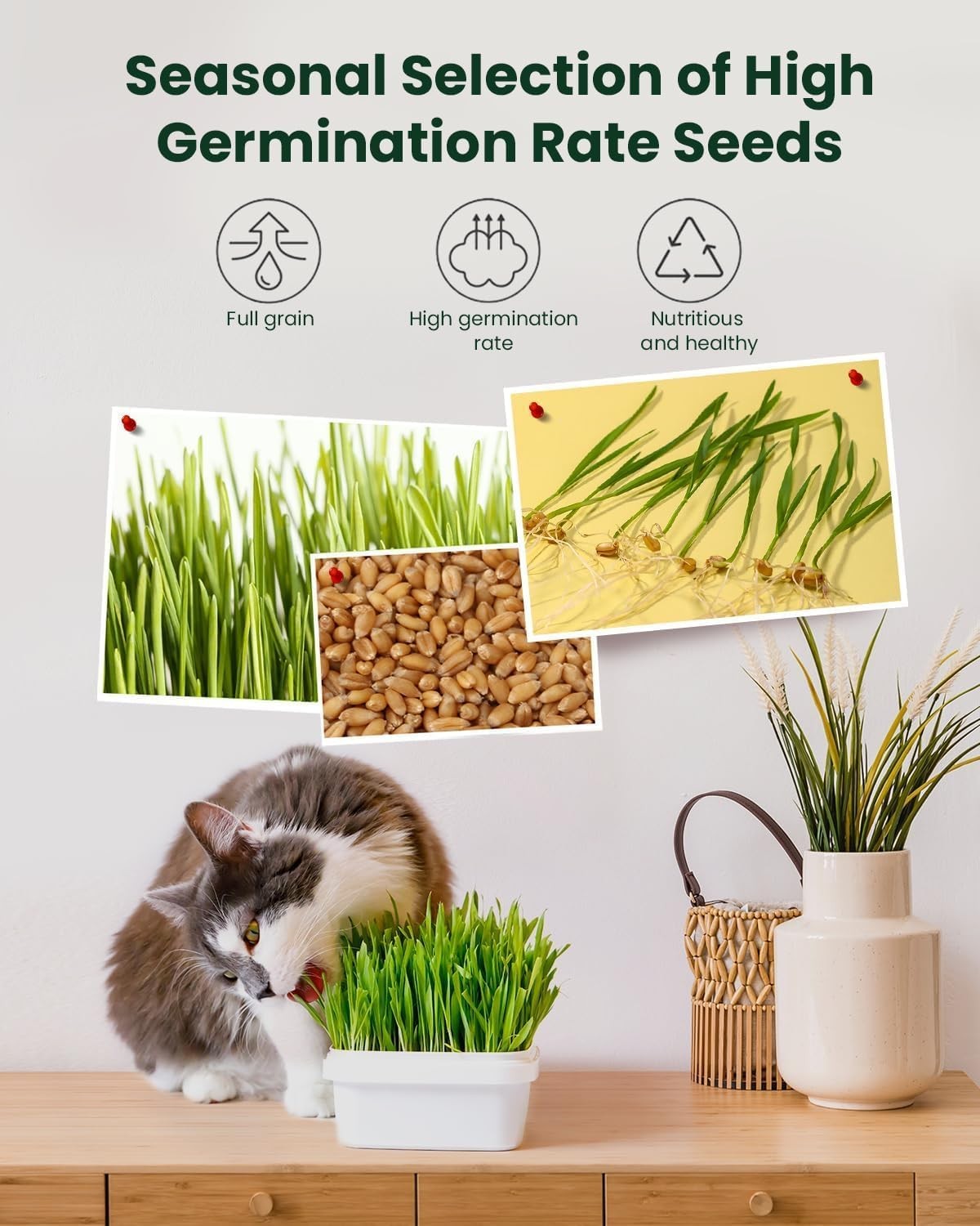 Cat Grass Kit for Indoor Cats 3 Pack, Organic Wheat Grass Seeds Grows in 7 Days