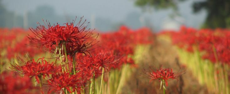 Lycoris radiata – Red Spider Lily – Magic Lily – 100 US-grown Flower Bulbs