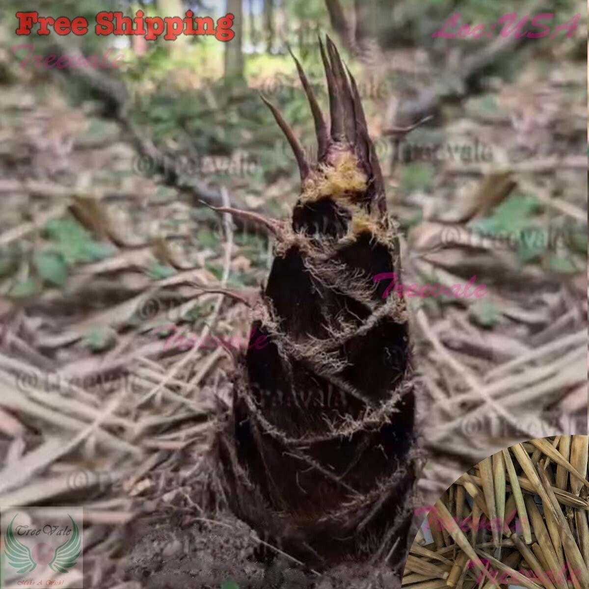 Giant Moso Bamboo Seeds | Evergreen, Edible Shoots | Non-GMO