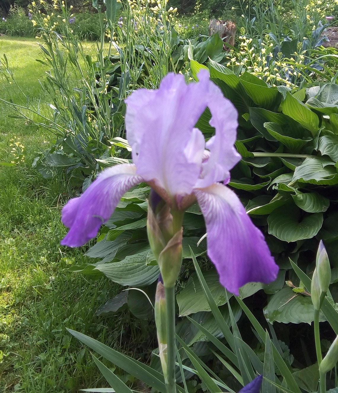 Flash Sale 3 Iris Heirloom Bearded live Plant Rhizomes TwoTone Purple Perennial