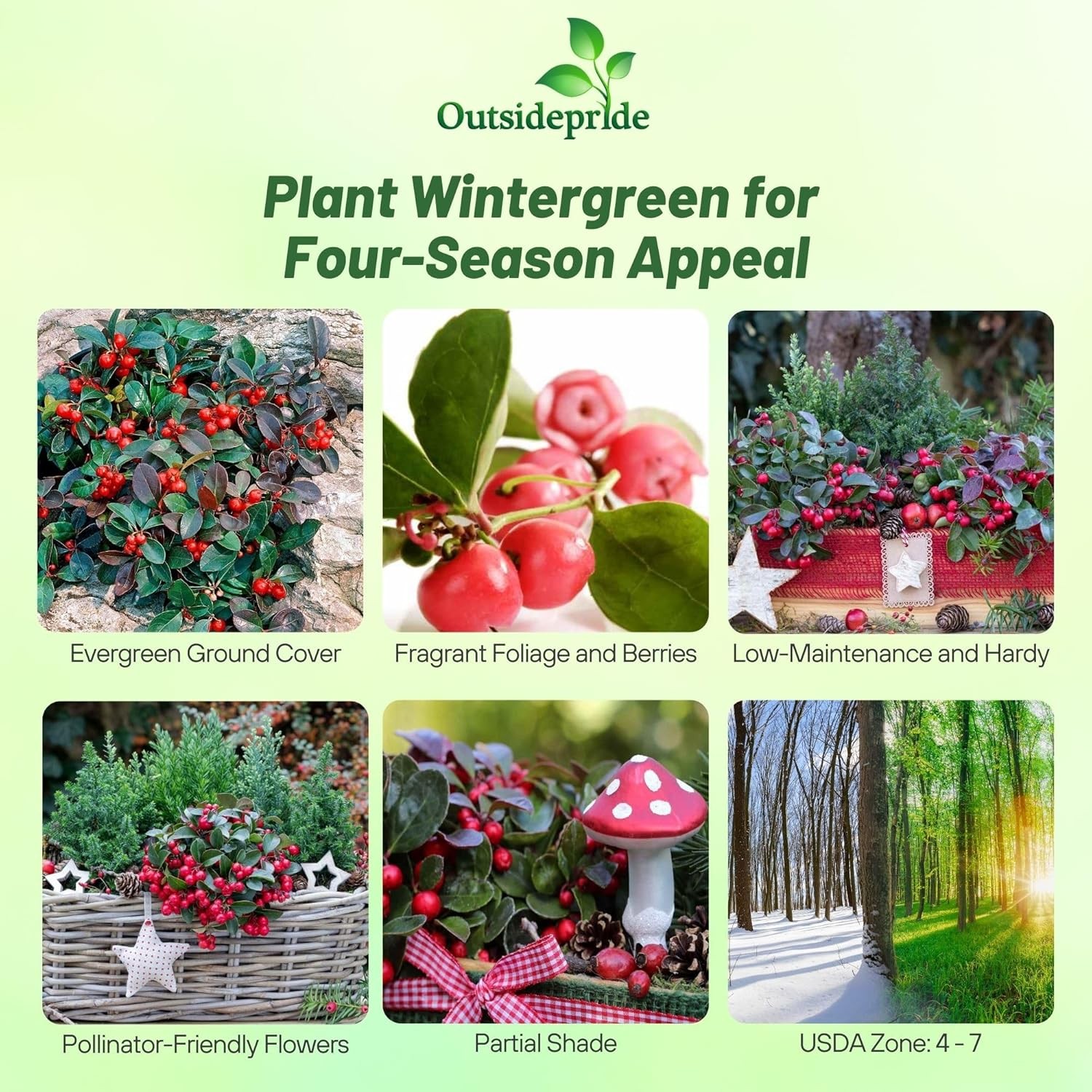 500 Seeds Wintergreen Seeds – Wintergreen Ground Cover Seed