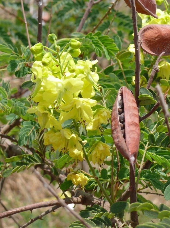 Caesalpinia Decapetala 10 Seeds, Biancaea Shrub Mysore Thorn Cat’s Claw