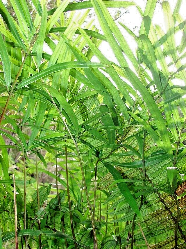 Ribbon fern 1002 (SEEDS) spores, hardy to 10 degrees, beake fern, Pteris cretica