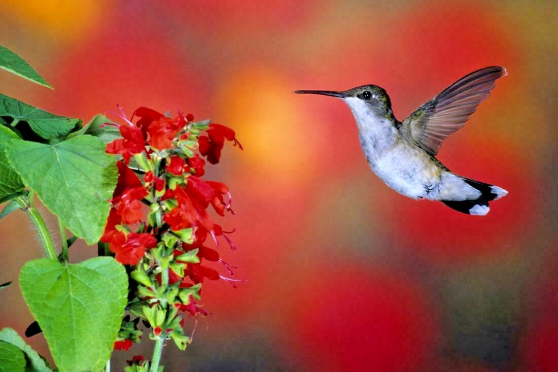 301+SCARLET SAGE Flower Seeds Wildflower Garden Container Drought Heat Cold Easy