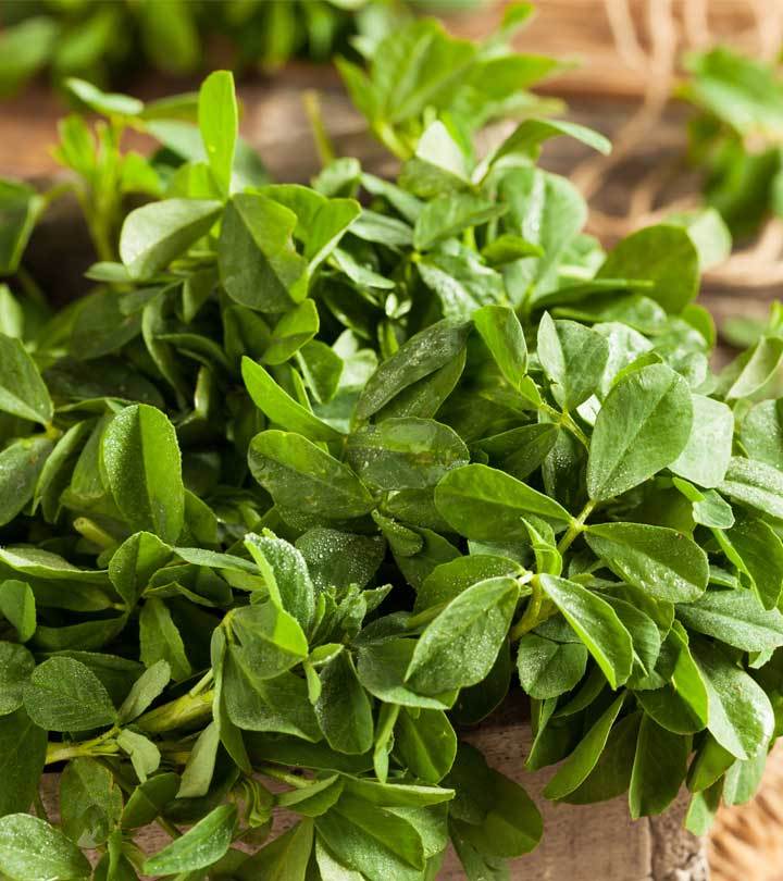 Fenugreek Herb, Curry Powder, NON-GMO, Heirloom, Variety Sizes, FREE SHIPPING