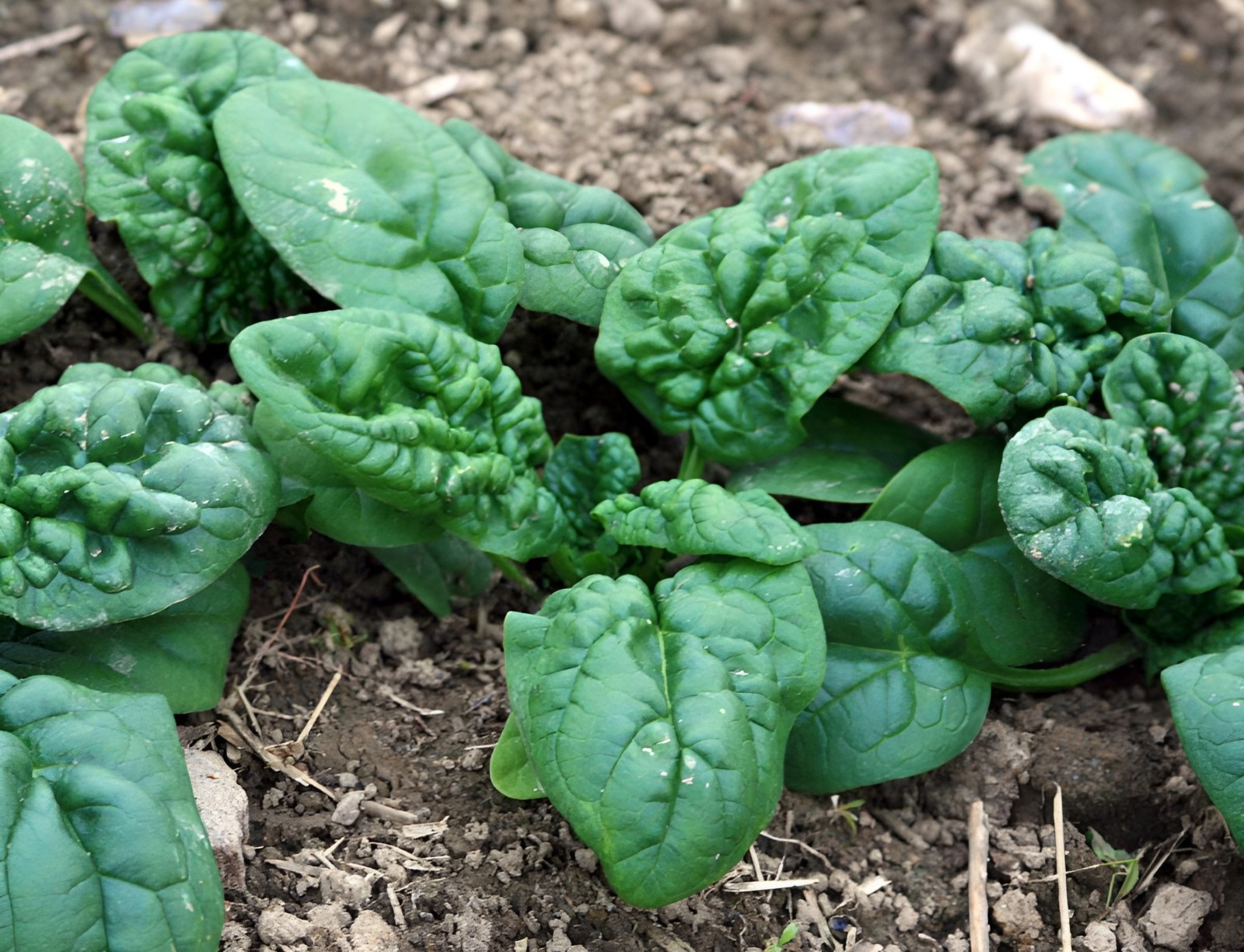 400 Heirloom Bloomsdal Spinach Seeds Fast Growing Non-GMO Winter Garden Classic