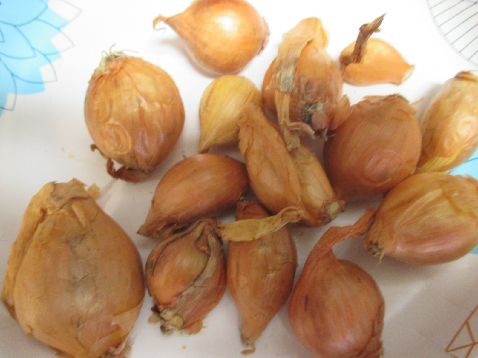 Gourmet Yellow Shallot Bulbs for Spring Planting Growing 6 plants