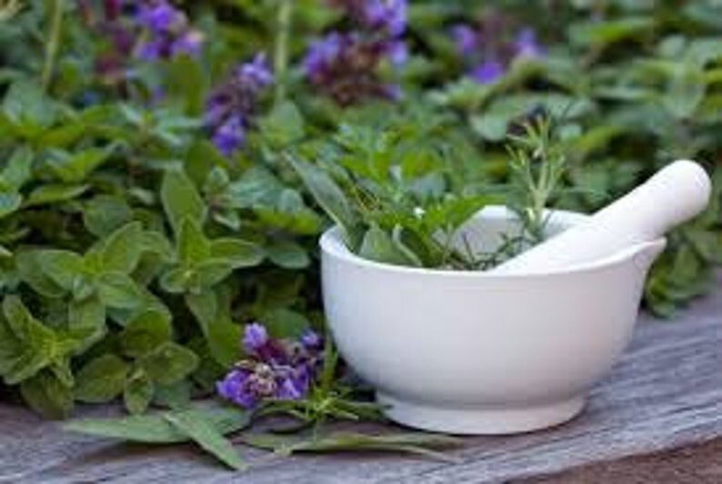Medicinal Herb Set #1, Medicinal Herb Seeds, 12 Individual Packs of Seeds