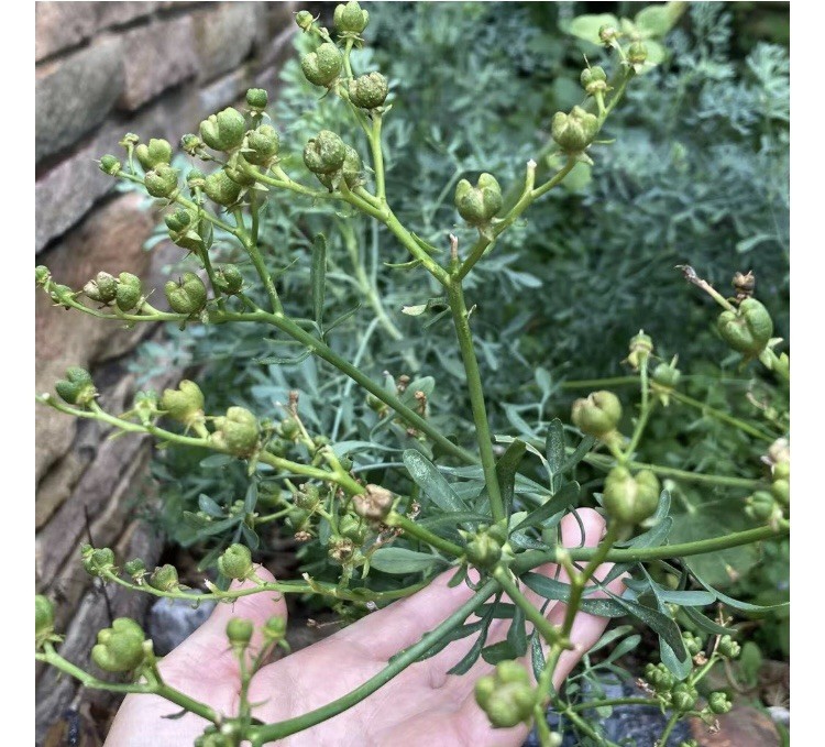Non GMO New Ruta graveolens | Common Rue | Herb of Grace | Herbygrass | 25 Seeds