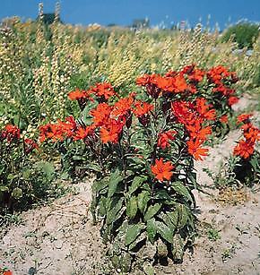 Lychnis arkwrightii Vesuvius 250 seeds