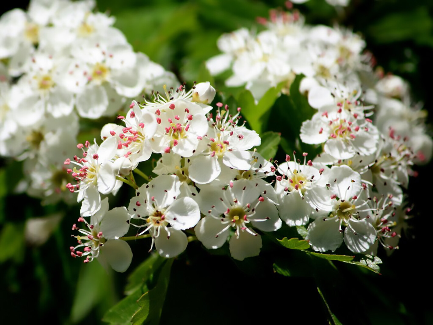 English Hawthorn, Crataegus laevigata, Tree Seeds