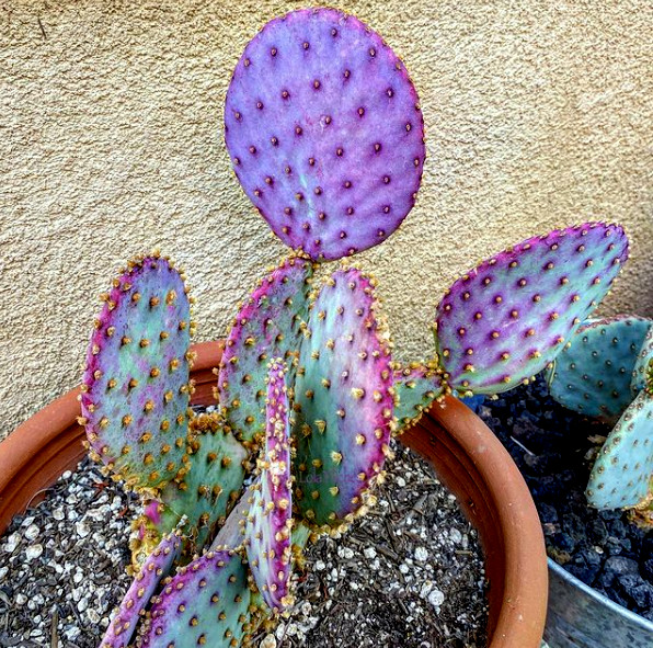 10 Purple Cactus (Opuntia santarita) Prickly Pear Fruit Rare, Fast, Hardy-Zone 7