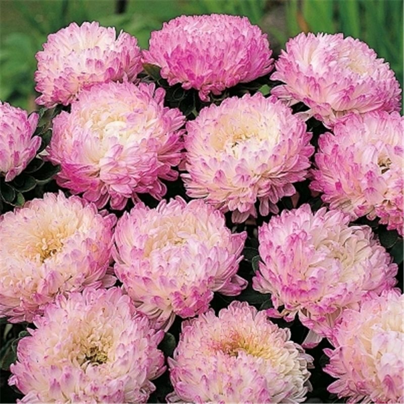 251+CHINA ASTER POWDER PUFF Mix Seeds Cut Flowers Summer Fall Garden Container