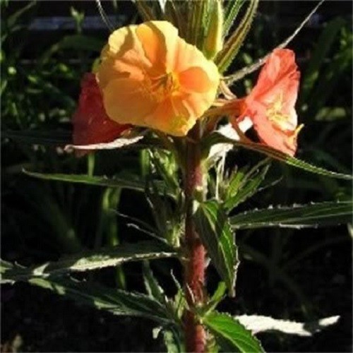 10 SUNSET BOULEVARD PRIMROSE Orange Evening Blvd Oenothera Versicol Flower Seeds