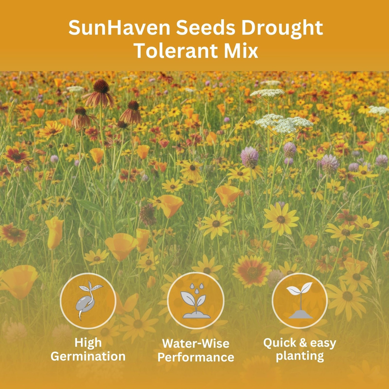 Drought Tolerant Wildflower Mix – 20,000+ Seeds – 1 oz Bulk Extra Large Resea…