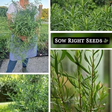 Sow Right Seeds Tarragon Seed Collection – Non-GMO Heirloom Varieties