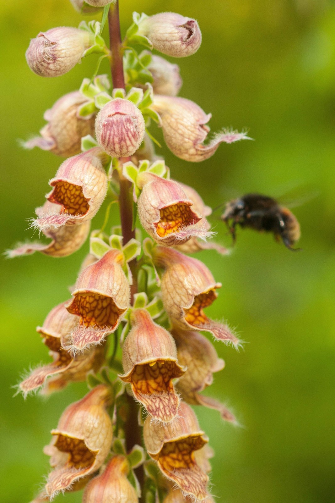 50 RUSTY FOXGLOVE Hummingbird Flower Digitalis Ferruginea Yellow Herald Seeds