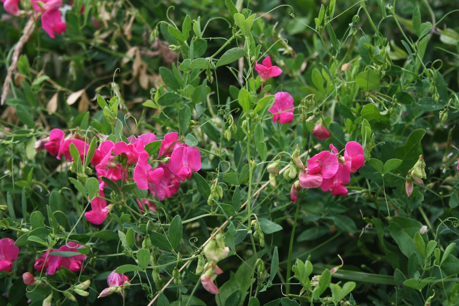 Tuberous Sweetpea Seed (Lathyrus tuberosus)