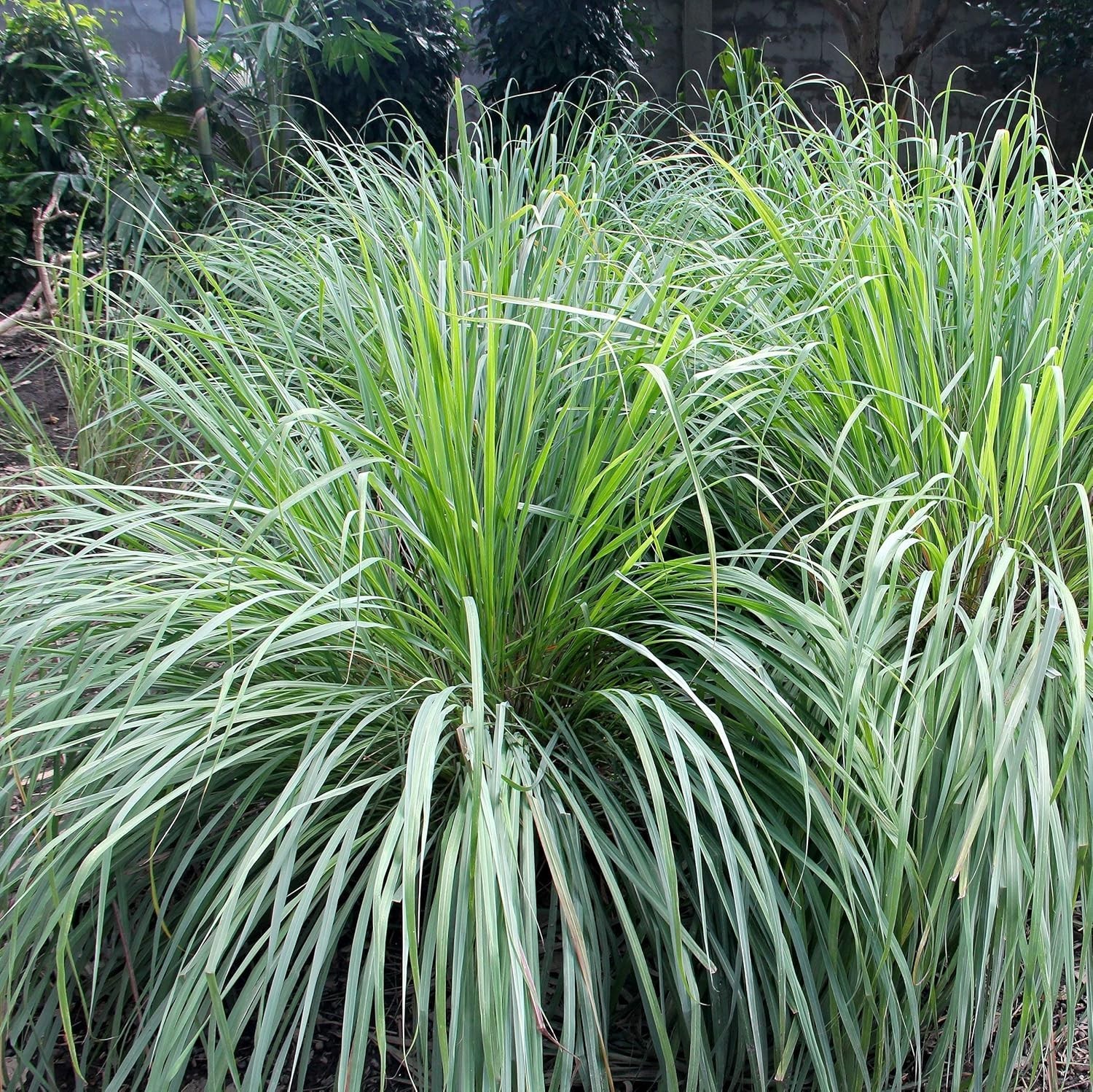 2000 Heirloom Lemon Grass Seeds: Natural Mosquito Repellent & Ornamental Beauty