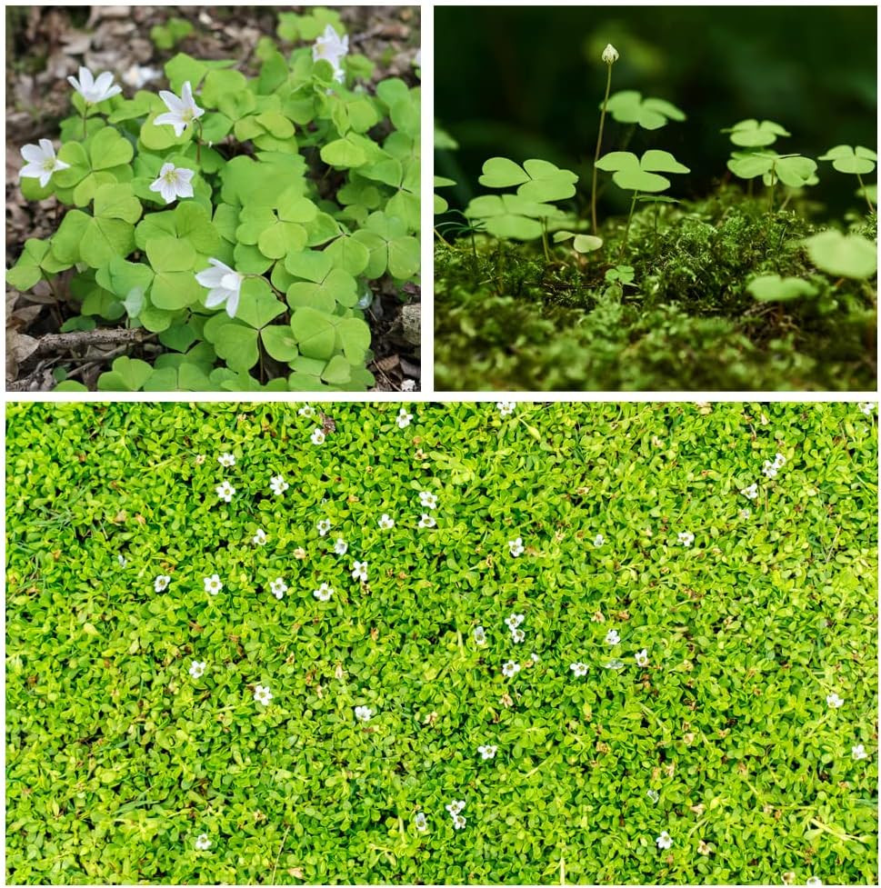 10000+ White Irish Moss Seeds for Planting, Non-Gmo Moss Ground Cover Plant Cree