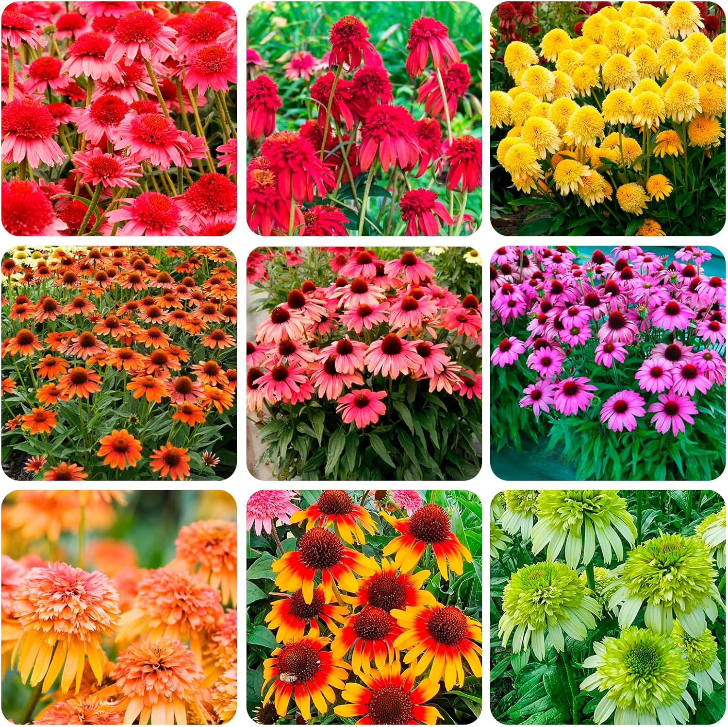 1000+ Double Echinacea Coneflower Seeds for Planting -Perennial Cone Flower Seed