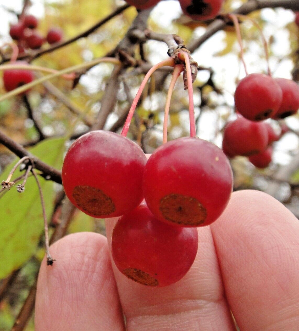 Sargent’s Crabapple Tree | Premium Seeds | Malus sargentii ‘Fall’ | Plants’®