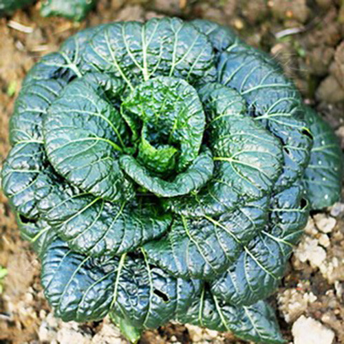 Non-GMO Asian Vegetable Seeds 4 Variety（黑大头，矮脚黄，乌塌菜，早熟5号）Pack #1 3000+seeds