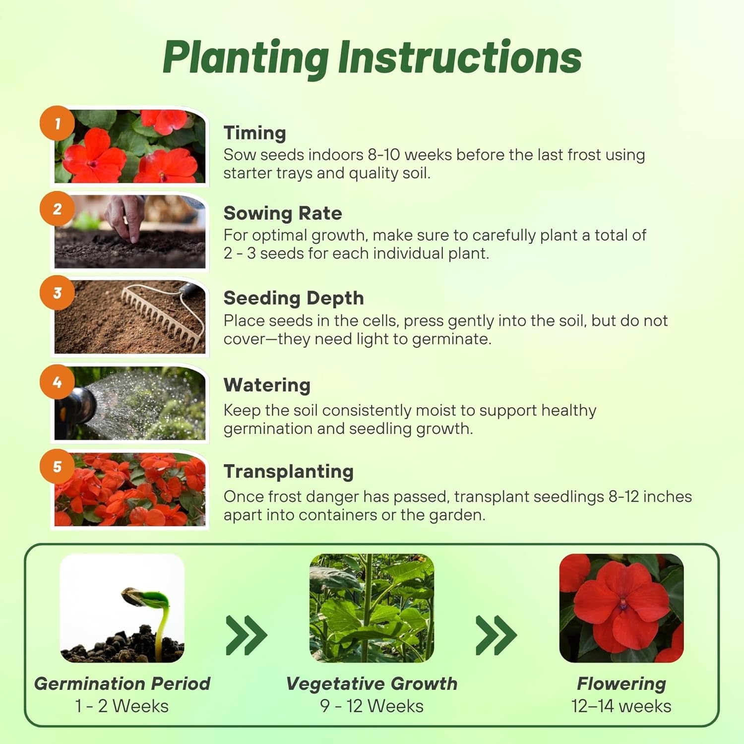 75 Seeds Bright Red Impatiens Container Plant Flower Seeds