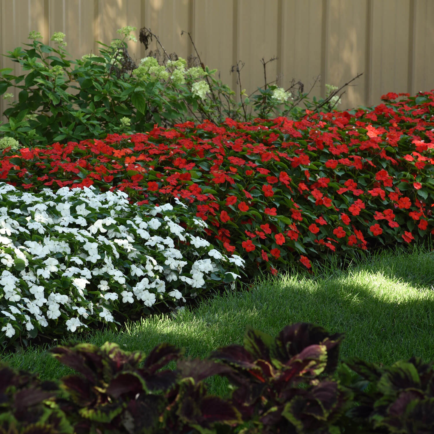 75 Seeds Bright Red Impatiens Container Plant Flower Seeds