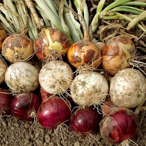 50+ Count Mixed Onion Sets – Red, White & Yellow Non-GMO Onion Bulbs for Garden