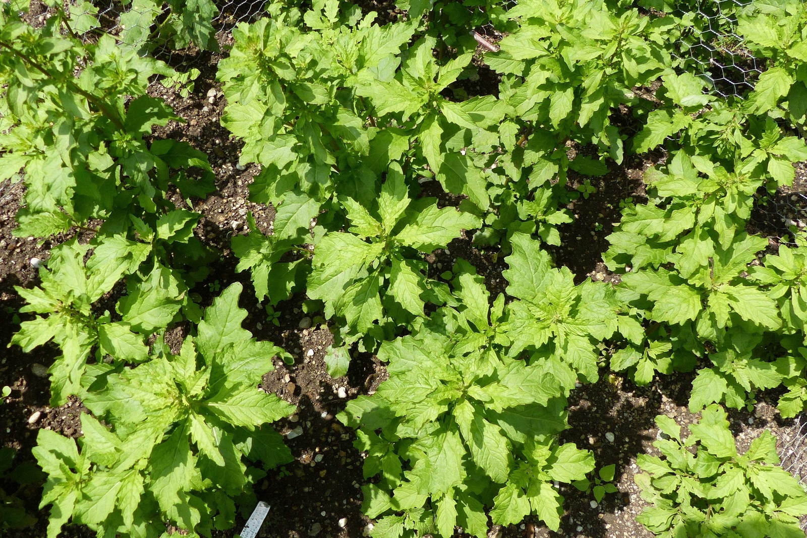 300 EPAZOTE (Mexican Tea) Chenopodium Ambrosioides Dysphania Herb Flower Seeds