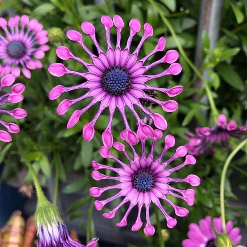 145+ Rare Perennial African Rare Daisy Flower Seeds for Planting Outdoor-Non-GMO
