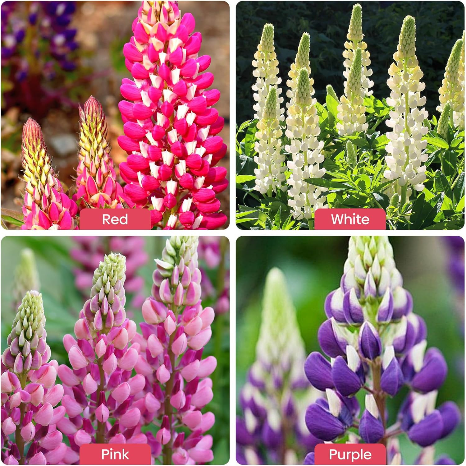 Russell Lupine Seeds, Lupinus Polyphyllus 36-48 Inch Tall Mix Color Flower, Red,