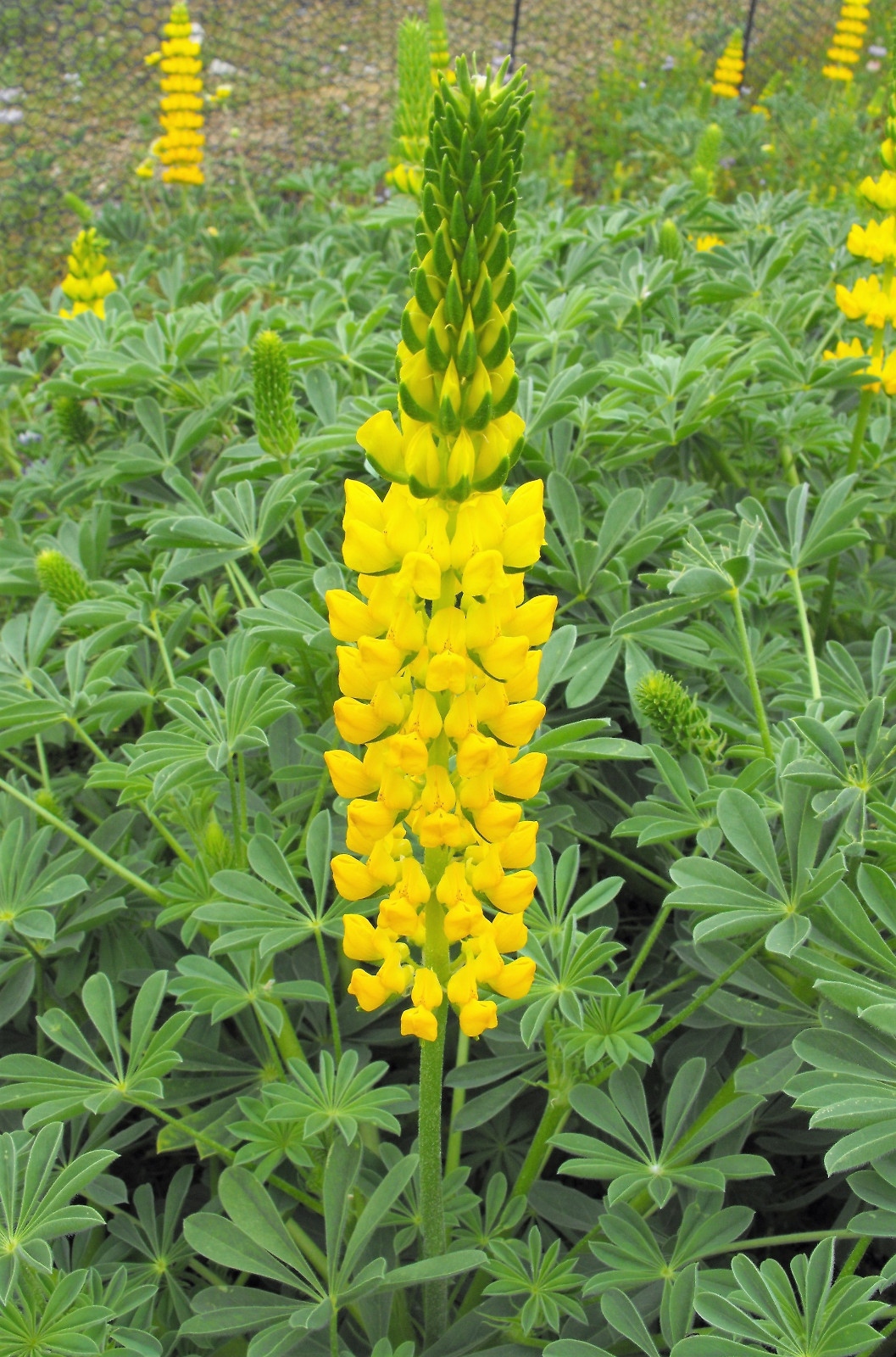 50 GOLDEN LUPINE Lupinus Densiflorus Yellow Hummingbird Flower Seeds *Flat Ship