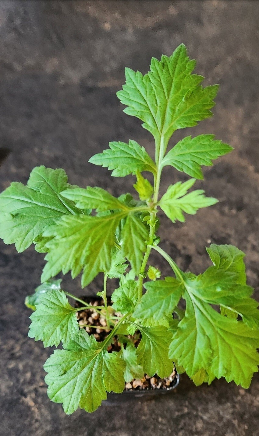 Mugwort (Artemisia vulgaris) SEEDS