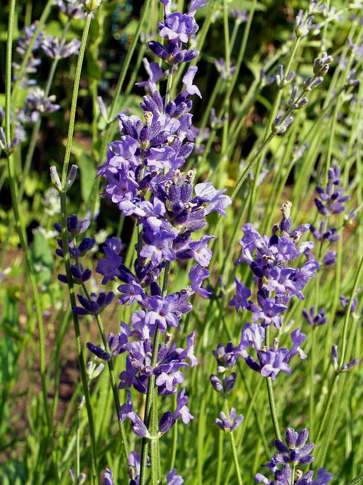 True LAVENDER English Fragrant Flowers Perennial Medicinal USA Non-GMO 200 Seeds