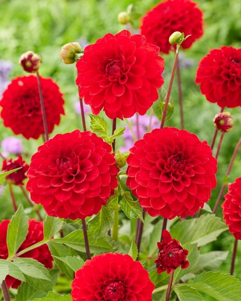3 Dahlia Ball “Red Cap” Tubers for Planting (3 Large Tubers)