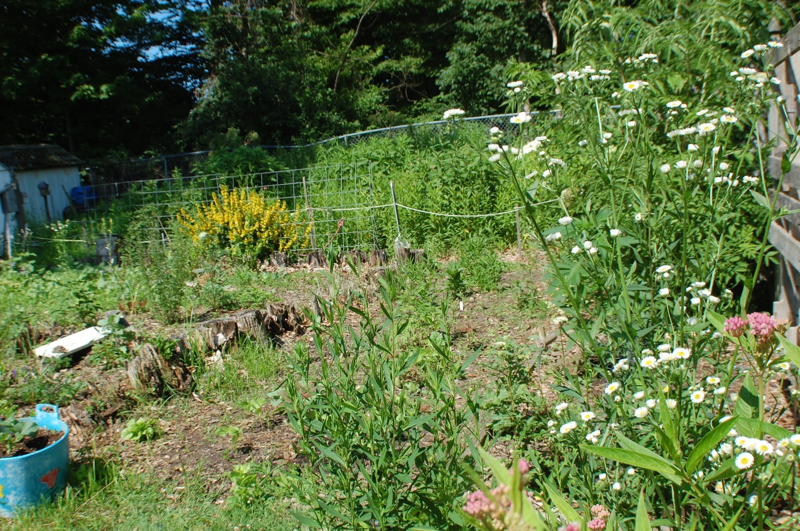 1/4 TSP + ANNUAL FLEABANE DAISY SEEDS/Erigeron annuus/NATIVE US