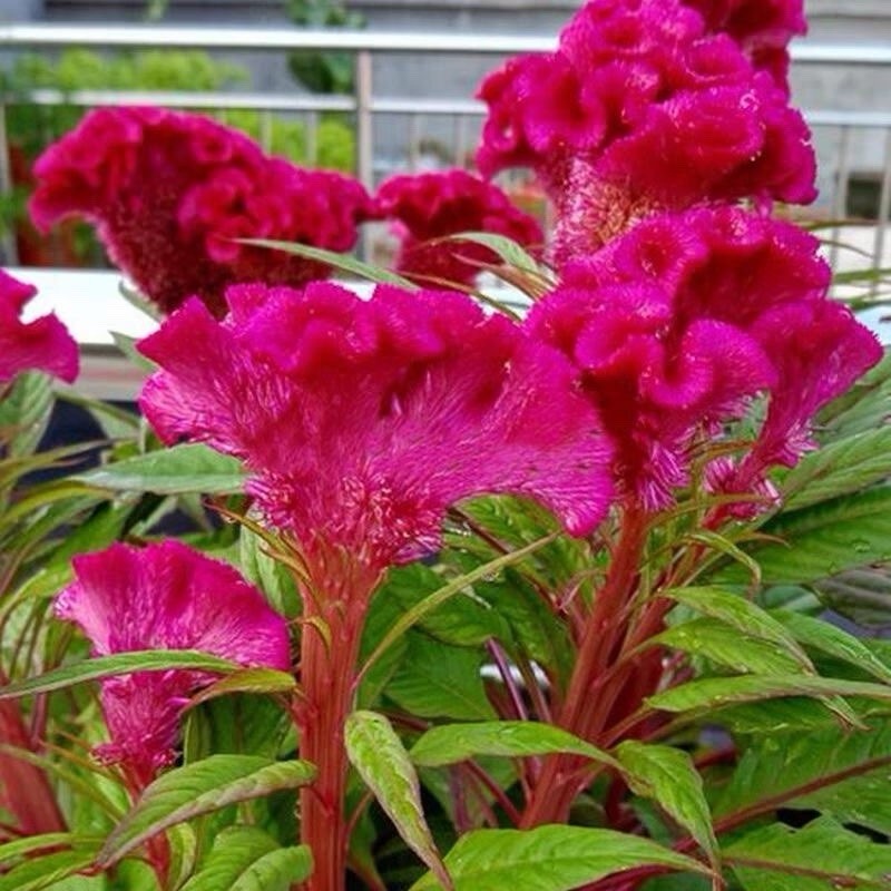 600 Celosia CRISTATA Mix COCKSCOMB Heirloom Cut & Dried Flower Seeds No Track