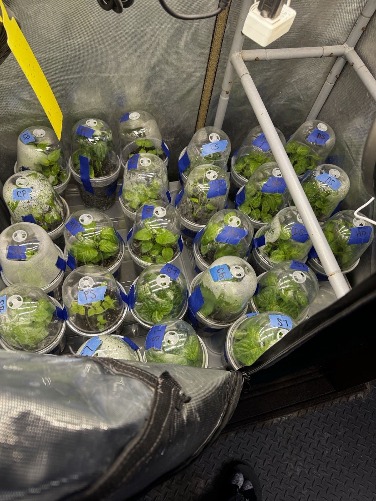 5 Pepper Plants Per Container!! Ready To Ship. All Types!! Epic, Popular, Rare!