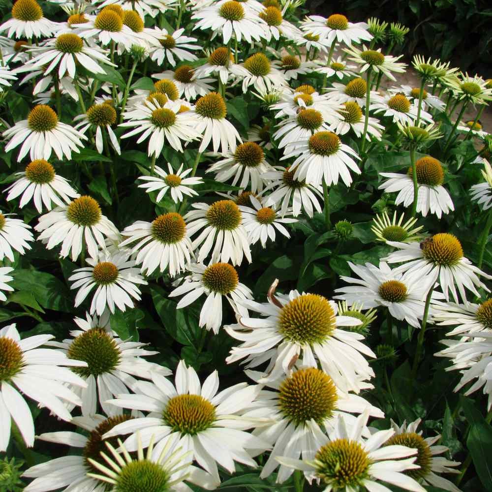 1000 Seeds Echinacea Drought Tolerant White Swan Coneflower Garden Flower Seed