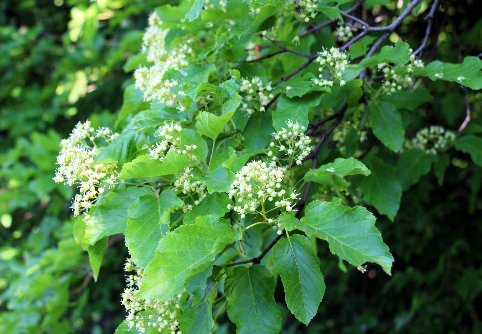 20 Tartarian FLAME MAPLE TREE Red Acer Tartaricum Seeds