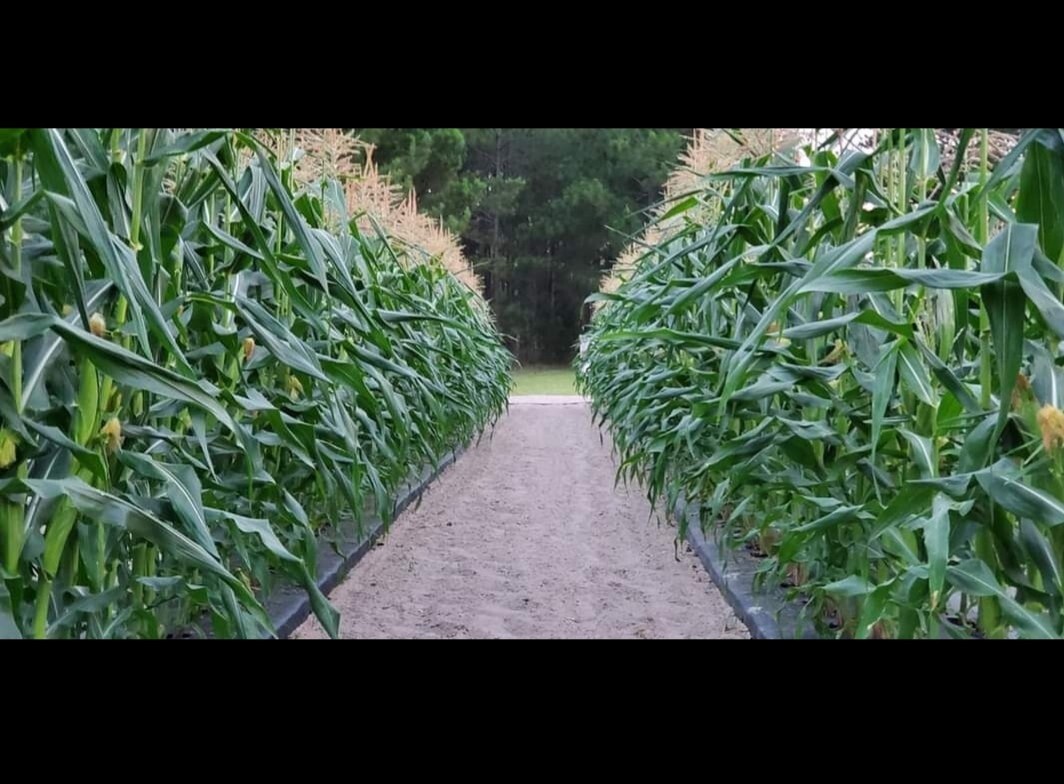 1/2 Pound Silver King Non GMO Hybrid White Sweet Corn Seeds