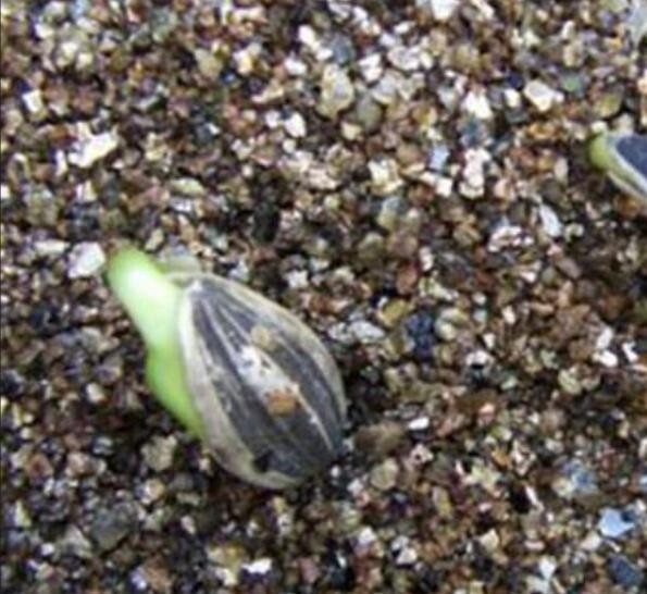 GREEN BELL PEPPER SEEDS 100+ “EMERALD GIANT” SWEET PEPPER Non-Gmo FREE SHIPPIN7