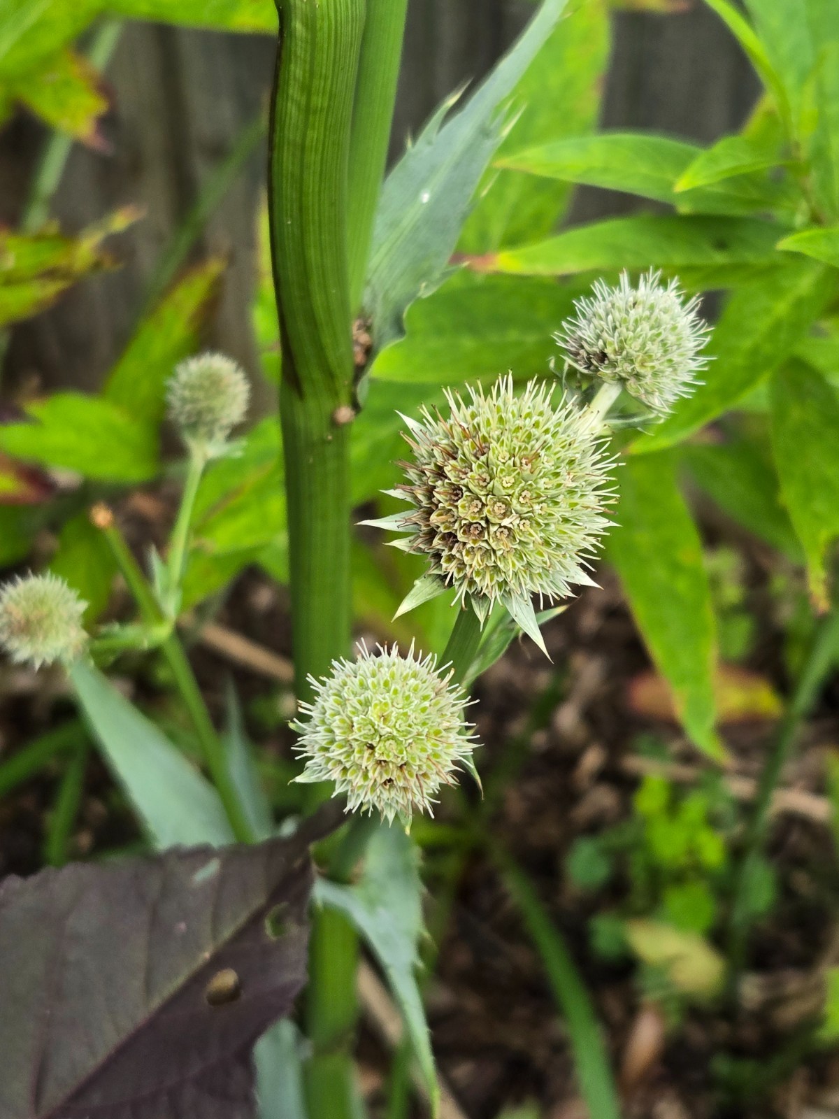 1 gram+ Eryngium yuccifolium Seeds/Rattlesnake Master/Native Eastern/Midwest US