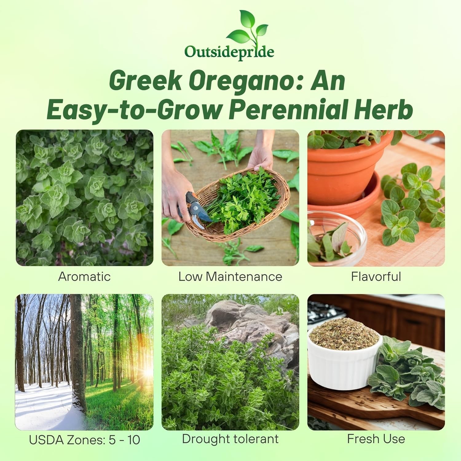 10000 Seeds Oregano Seeds – Drought Tolerant Greek Oregano Herb Xeriscape