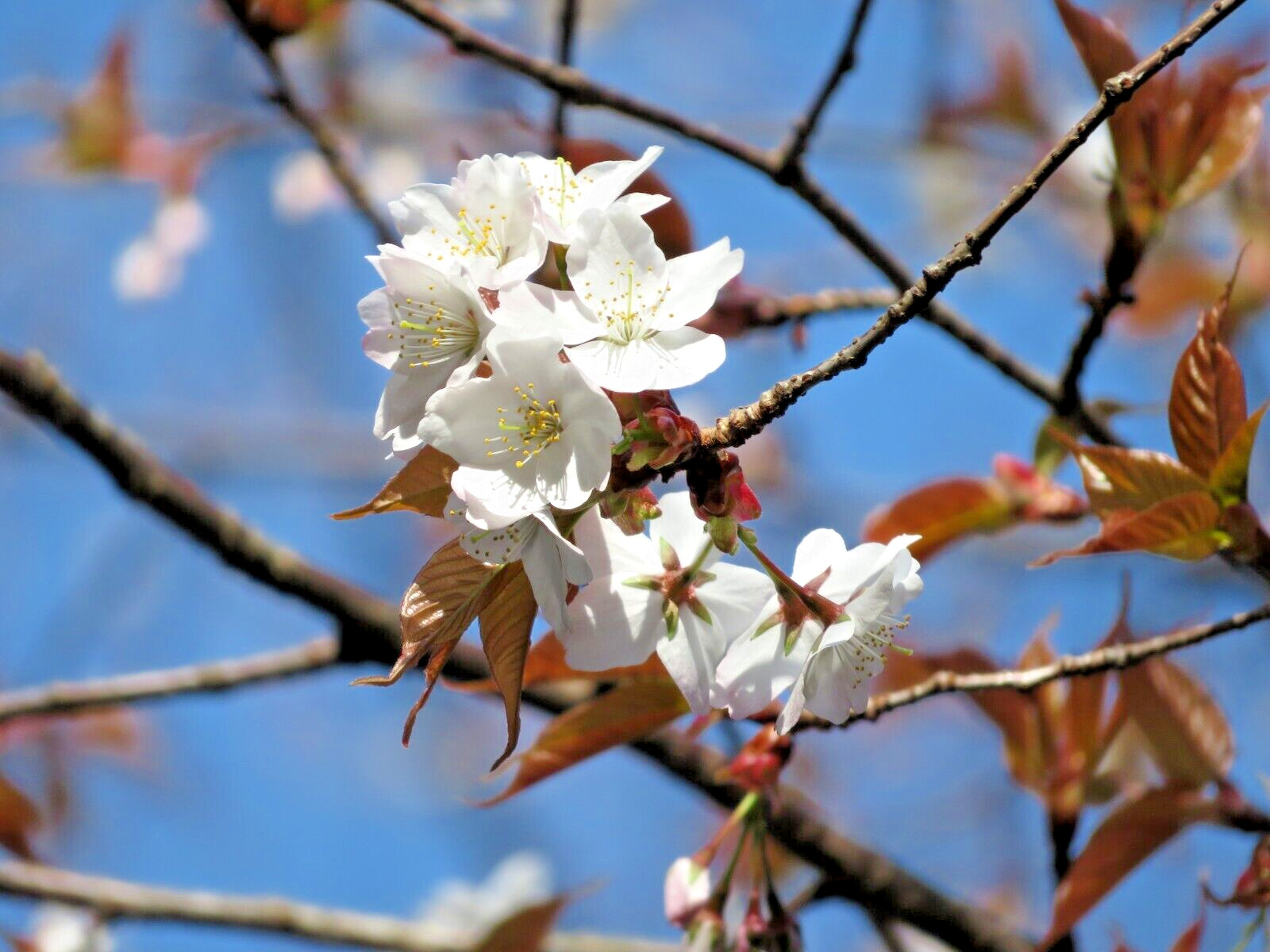 Japanese Sakuranbo Cherry | Premium Seeds | Prunus serrulata Spontanea | Plants’