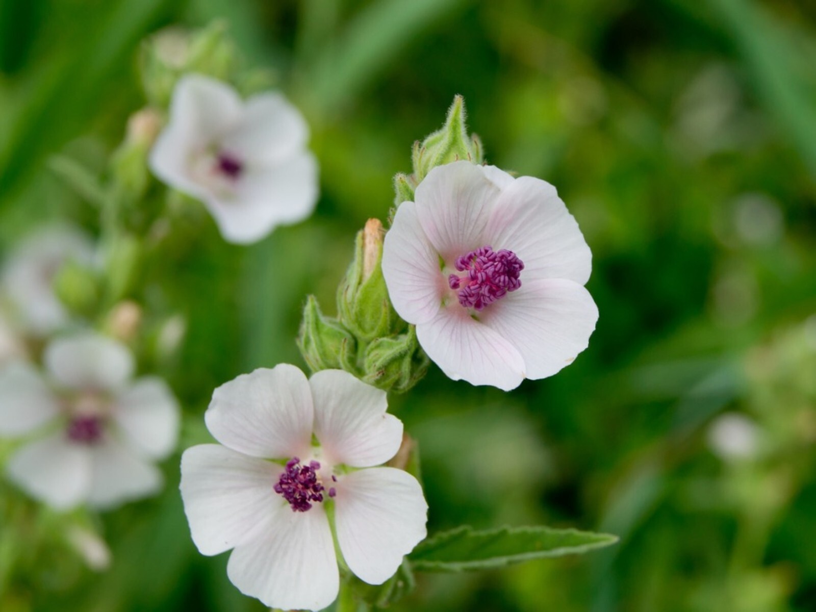 30 seeds| Marshmallow Flower Herb seeds #6002
